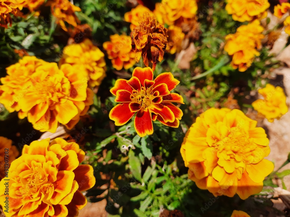 orange and flowers orange and flowers