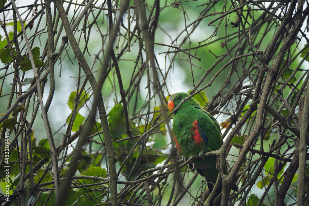 Obraz premium Bright tropical birds of Eden posing for the camera