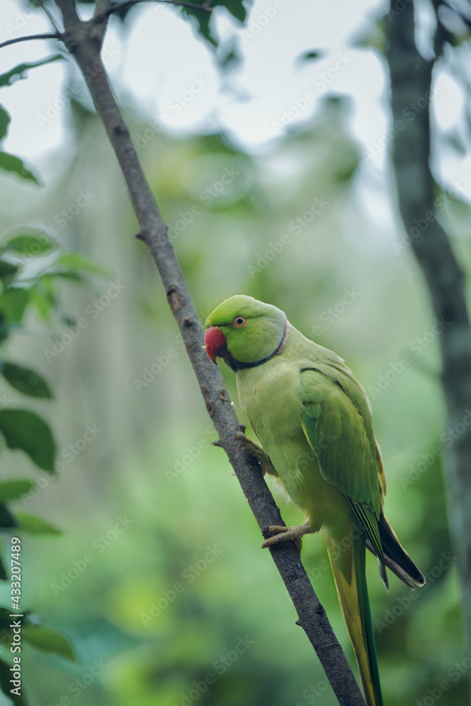Bright tropical birds of Eden posing for the camera Bright tropical birds of Eden posing for the camera