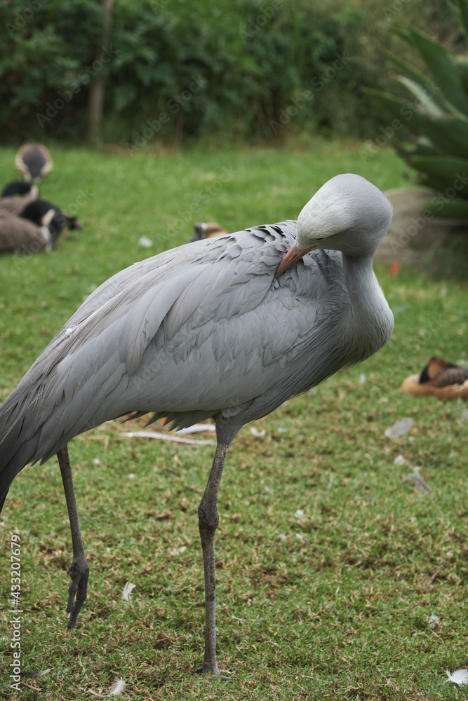 Fototapeta premium Bright tropical birds of Eden posing for the camera