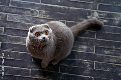 Scottish Fold domestic cat at home. Top view portrait of a pet sitting on the floor.