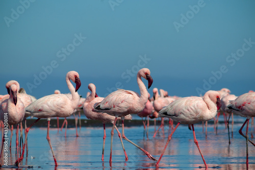 Group birds of pink african flamingos  walking around the blue lagoon on a sunny day © Yuliia Lakeienko