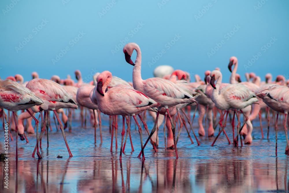 Fototapeta premium Group birds of pink african flamingos walking around the blue lagoon on a sunny day