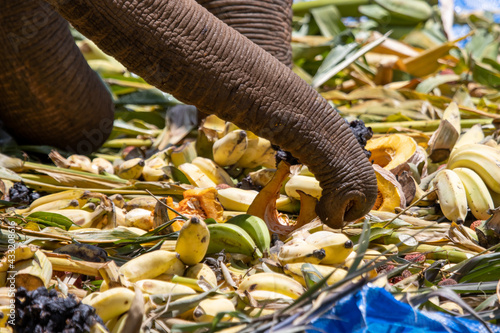 Canvas Print Close up, the elephant trunk holding the fruit, the forage provided by the mahout