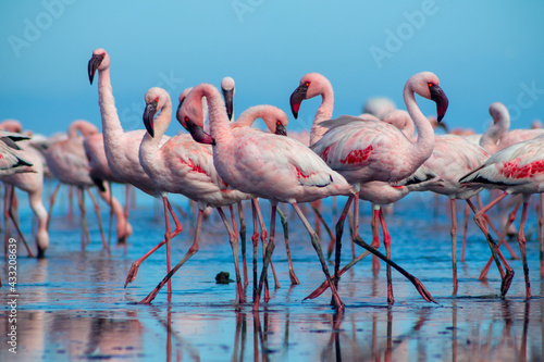 Group birds of pink african flamingos walking around the blue lagoon on a sunny day