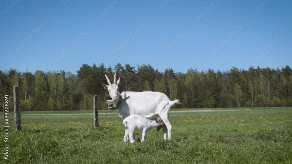 little kid drinks milk from a goat little kid drinks milk from a goat