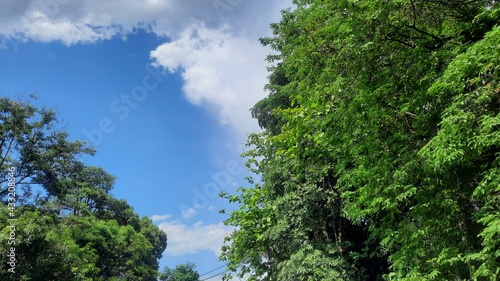 tree in the sky