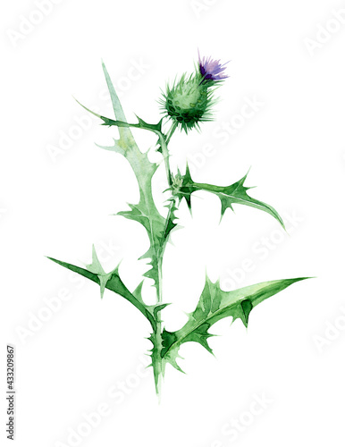 Watercolor illustration. Thistle branch with leaves and buds, isolated ion a white background.