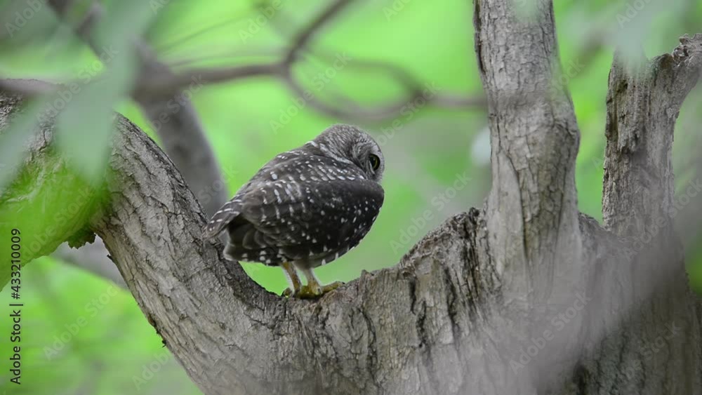 Cute owl in nature, rear view.
Spotted owlet with yellow eyes perching on a big tree looking at photographer down below, hd video. Cute owl in nature, rear view.
Spotted owlet with yellow eyes perching on a big tree looking at photographer down below, hd video.