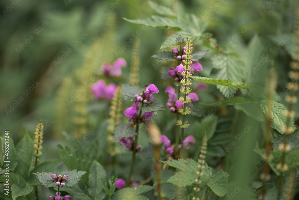 Macro photo of a variety of plants growing near the swamp. Beautiful floral texture. Belarusian natural spring landscape. Green and purple plants close up. Macro photo of a variety of plants growing near the swamp. Beautiful floral texture. Belarusian natural spring landscape. Green and purple plants close up.