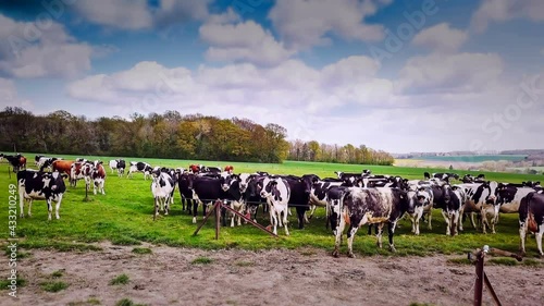 Wallpaper Mural View of grazing cows on green field, 4K. Agricultural background Torontodigital.ca