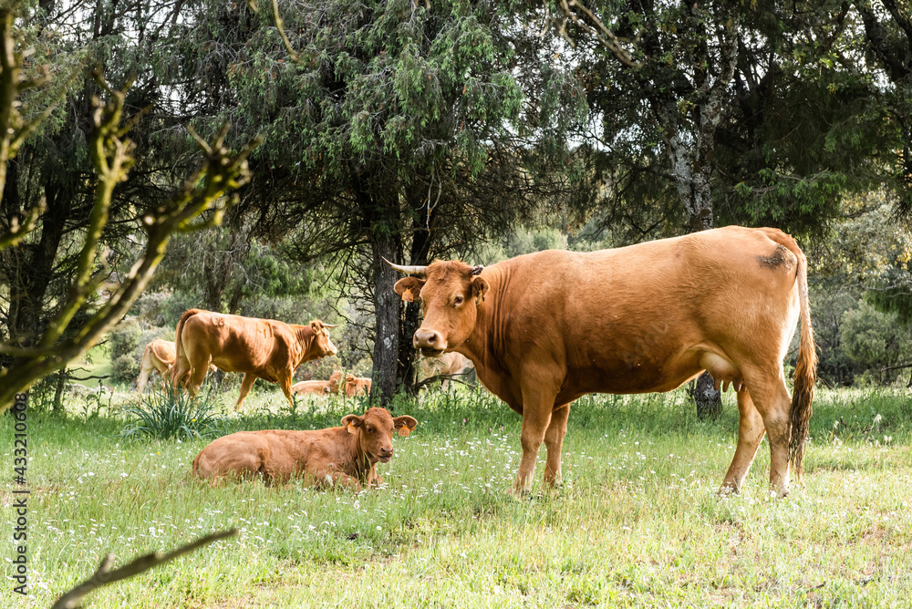Mother cow with her calf beside her in the field together with other cows Mother cow with her calf beside her in the field together with other cows
