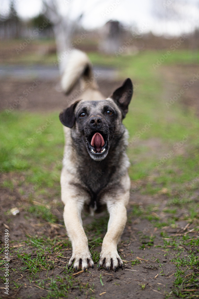 yawning stretching small mongrel dog