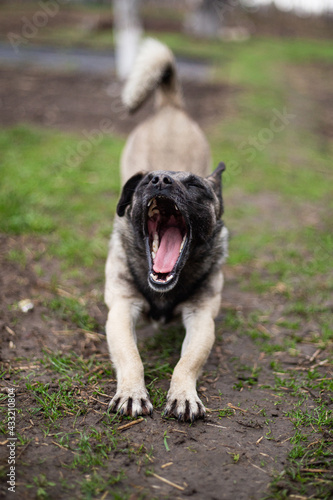 yawning stretching small mongrel dog
