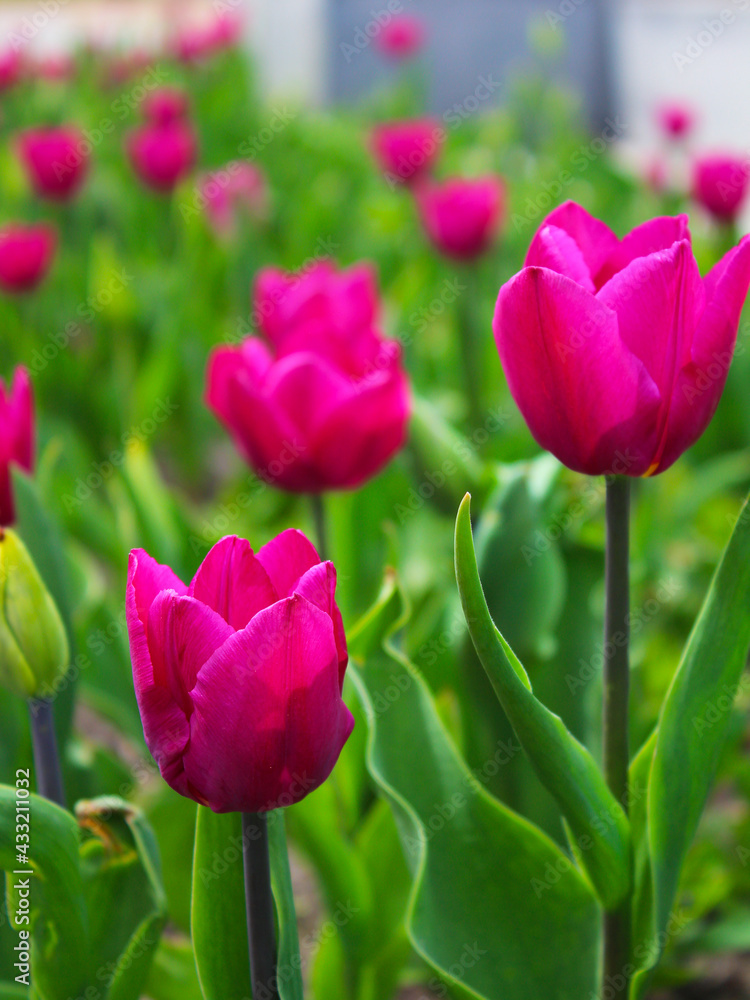 Blurred background. Tulip. The purple flower grows. Bright floral background. Blooming red tulip flower on a blurred background. Bright wallpaper Spring flowers.