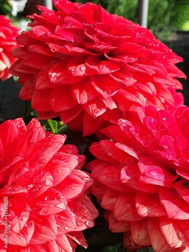 pioggia su fiori rossi