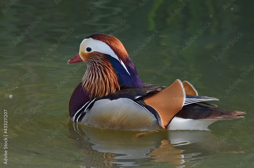 Mandarinente auf einem Teich im Mai Mandarinente auf einem Teich im Mai
