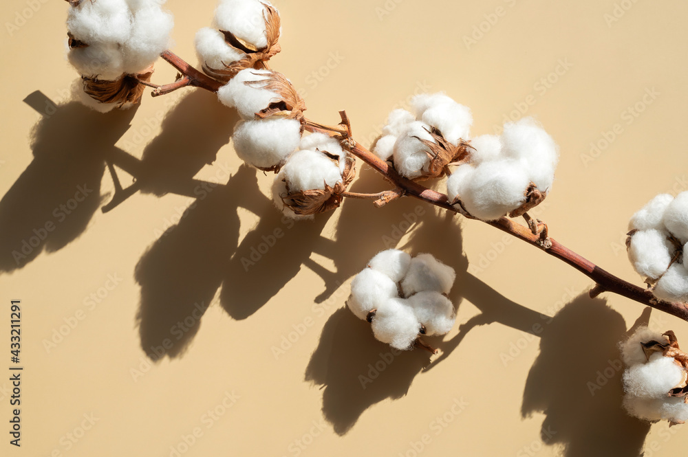 Branch with white cotton flowers with sun shadows on beige background flat lay. Delicate light beauty cotton background. Natural organic fiber, agriculture, cotton seeds, raw materials for fabric