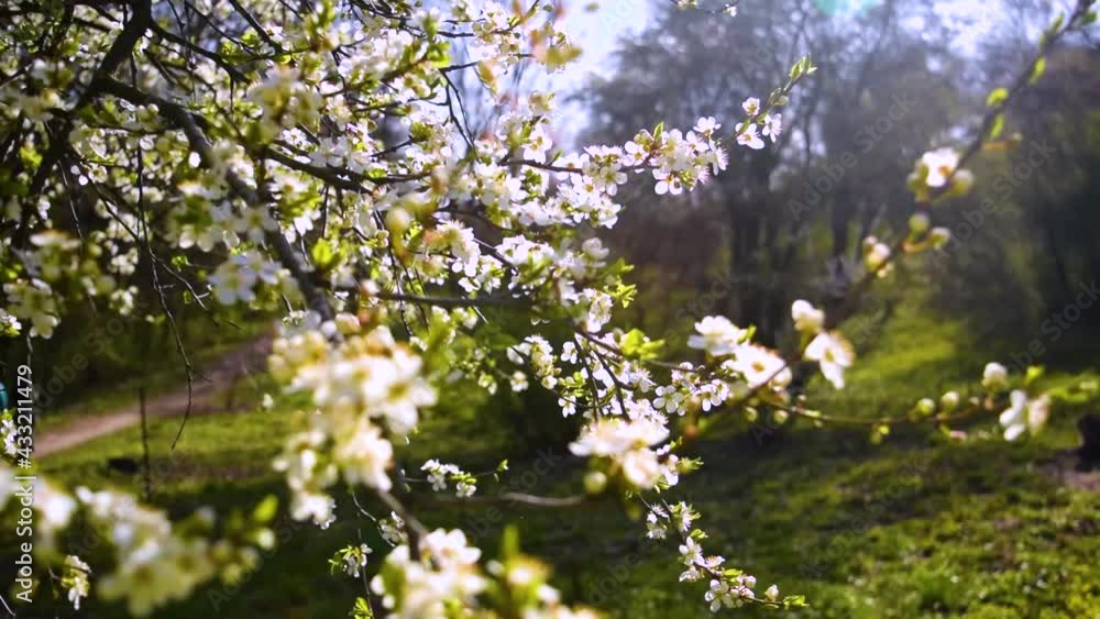 Spring concept in nature. Apple tree in bloom. Blossoming tree branches sway slowly in a light breeze on a sunny springtime day. Spring concept in nature. Apple tree in bloom. Blossoming tree branches sway slowly in a light breeze on a sunny springtime day.