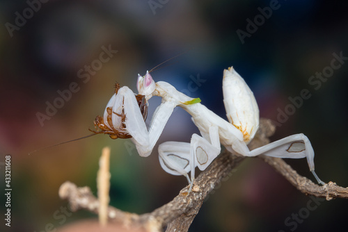 Mantis from family Sphondromantis (probably Spondromantis viridis). Common names include African mantis, giant African mantis or.Pink orchid mantis camouflaged on flowers habitat.