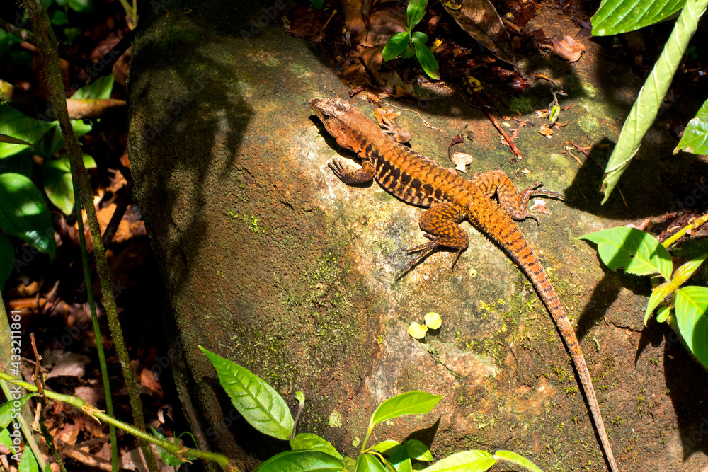Lizards In The Tropical Rainforest Biology Diagrams