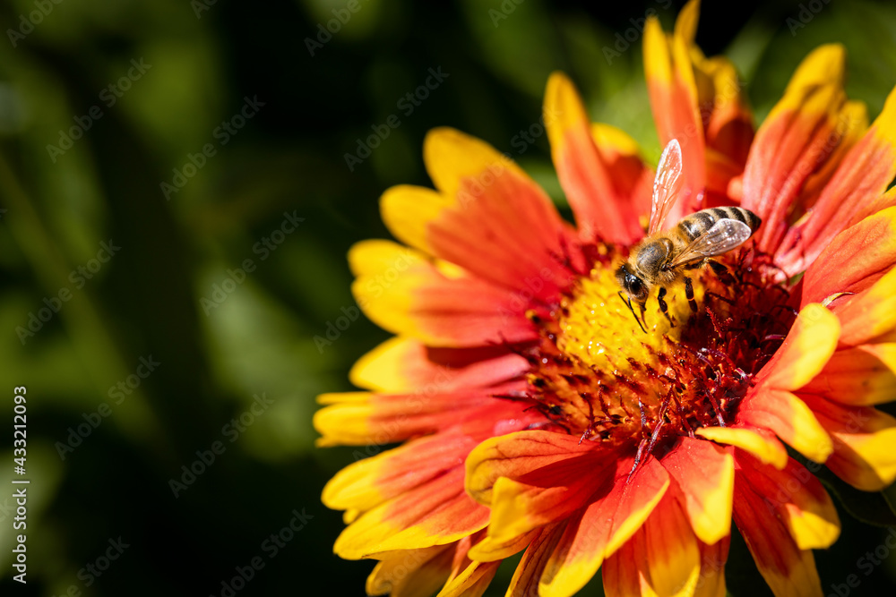 Bee on a orange flower collecting pollen and nectar for the hive Bee on a orange flower collecting pollen and nectar for the hive