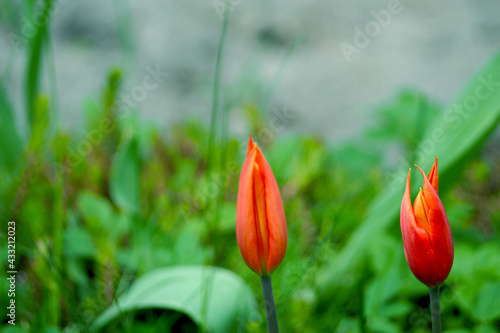 close up two red buds Tulipa lily flowering species grow in the garden on a green background. side view photo