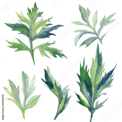 Green leaves. Hand painted leaf isolated on white background. Watercolor illustration.