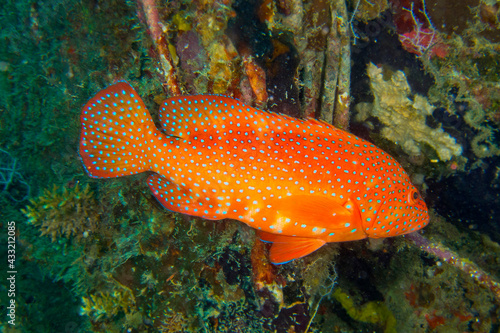 Coral Grouper   Coral Rock Cod  Cephalopholis miniata  Coral Reef  South Ari Atoll  Maldives  Indian Ocean  Asia.