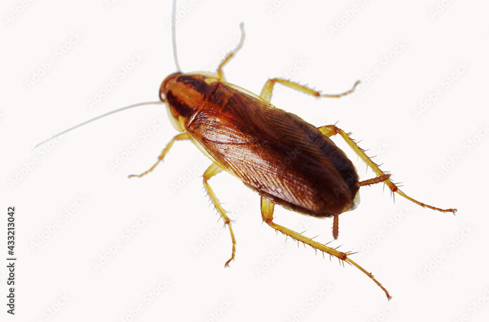Live cockroach on a white background.Isolated on white. Live cockroach on a white background.Isolated on white.