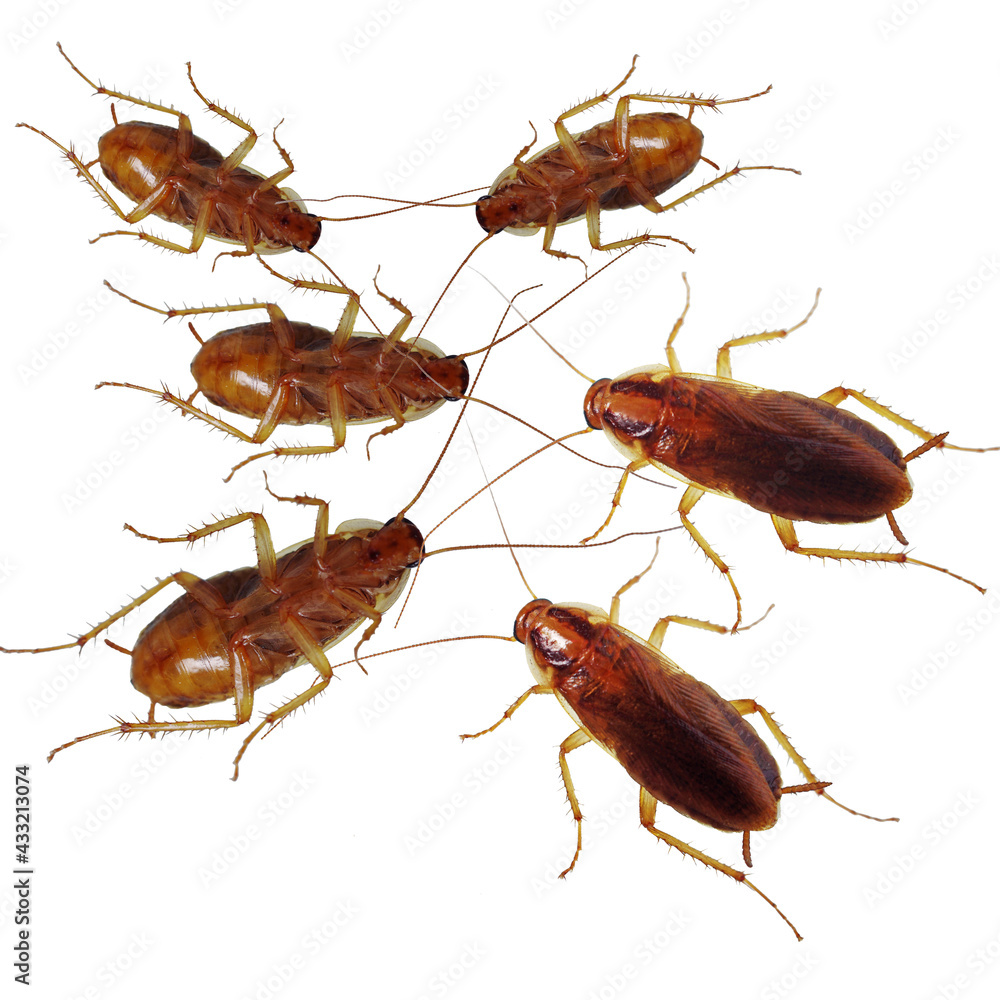 Four dead cockroaches and two alive.Isolated on a white background. Four dead cockroaches and two alive.Isolated on a white background.