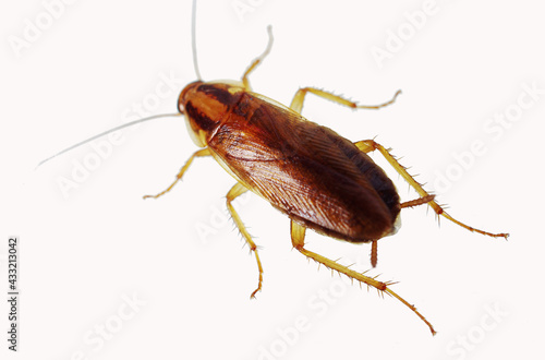 Live cockroach on a white background.Isolated on white. © yrafoto