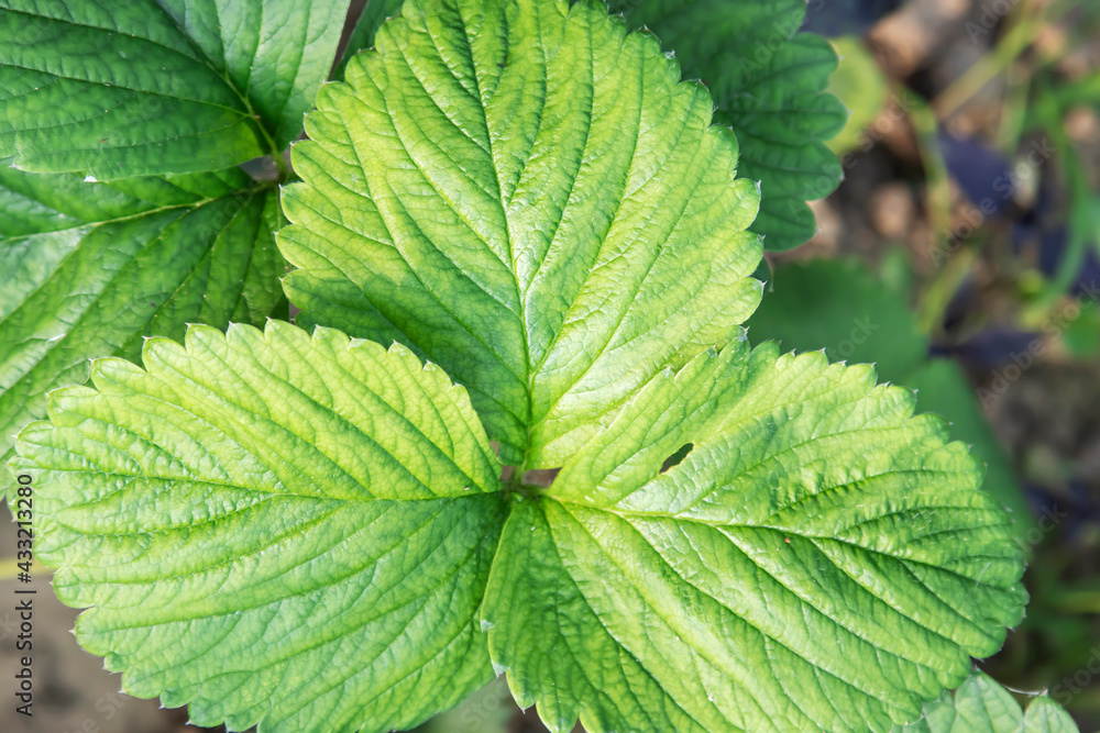 Green strawberry leaf in the garden close-up Green strawberry leaf in the garden close-up