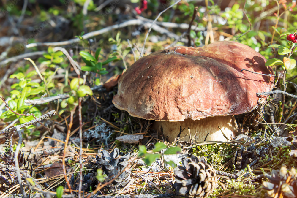 Large white mushroom on the ground in the forest, close-up Large white mushroom on the ground in the forest, close-up