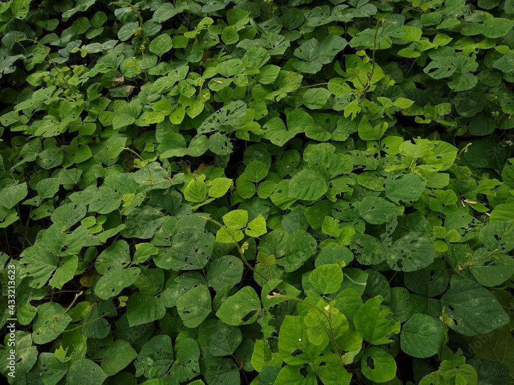 Calopogunium mucunoides vine plant, green leaves background Calopogunium mucunoides vine plant, green leaves background