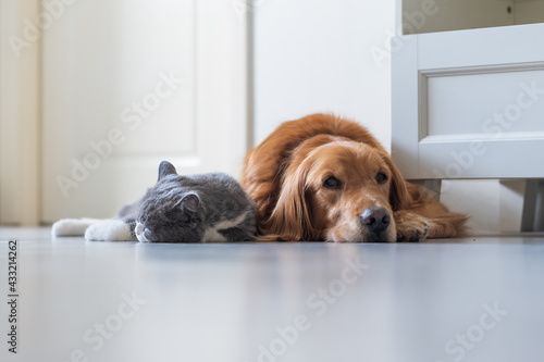 British Shorthair and Golden Retriever