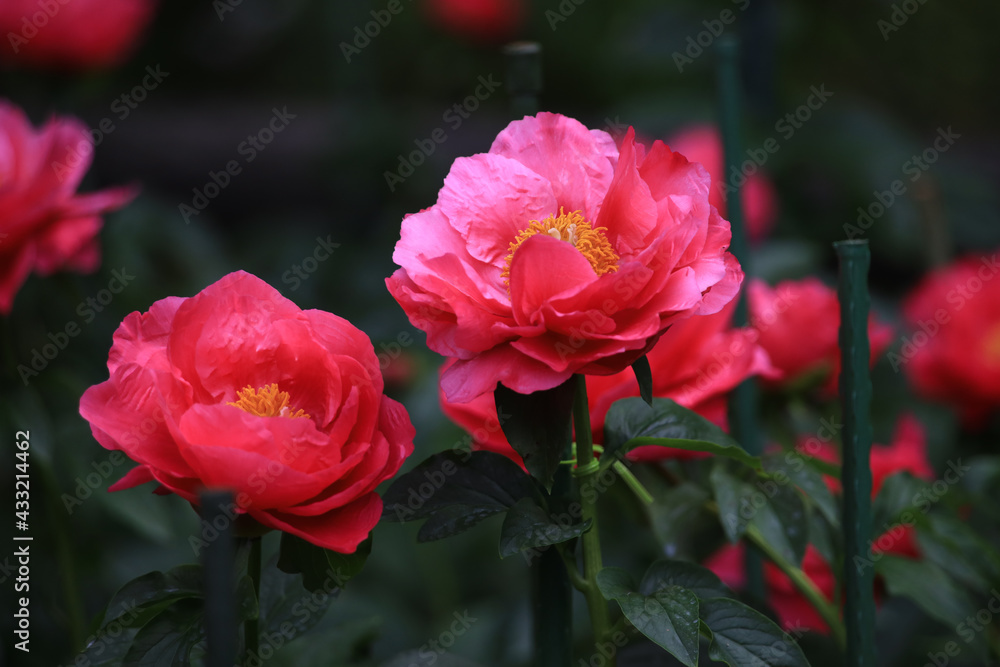 シャクヤク(芍薬) シャクヤク(芍薬)