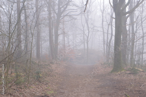 a footpath on a foggy day in winter in Kruisbergse Bossen in The Achterhoek 