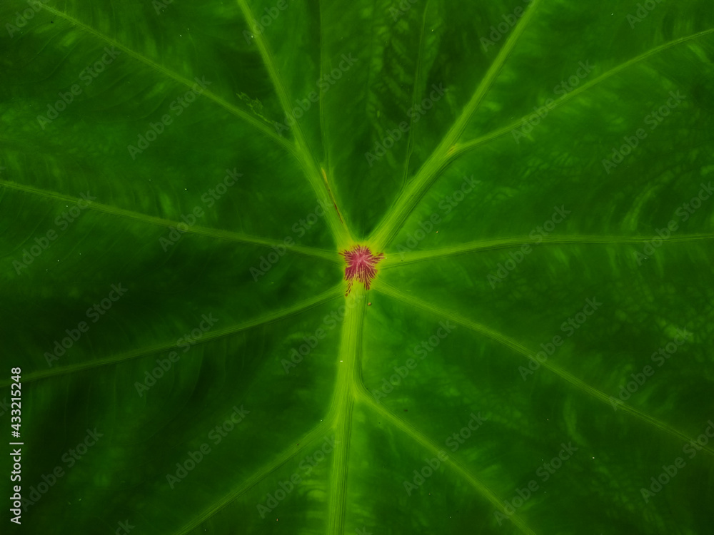 Taro plant (Colocasia esculenta) leaves, green leaves background Taro plant (Colocasia esculenta) leaves, green leaves background