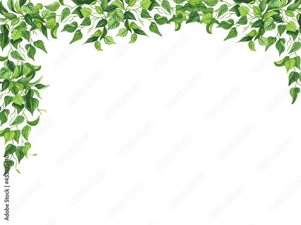 Houseplant leaves of devil's ivy or golden pothos, bush with hanging branches isolated on white background,. Watecolor Floral border