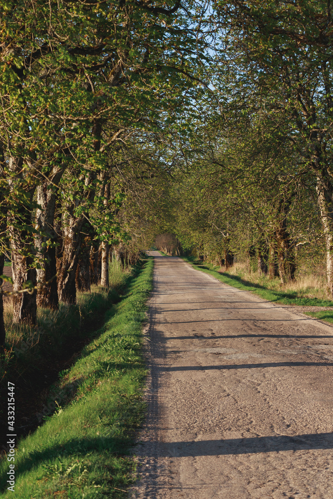 Chestnut alley with asphalt, bumpy road in poor condition with deep ditches on the side of the road