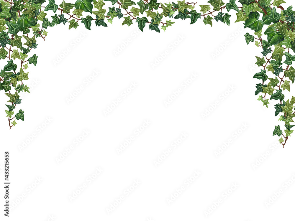 Houseplant leaves of devil's ivy, bush with hanging branches isolated on white background,. Watecolor Floral border