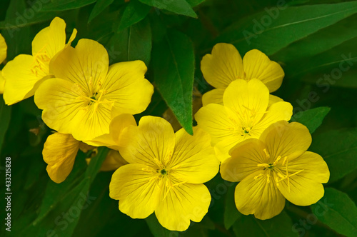 Yellow bright flowers of evening primrose (Oenothéra) with green leaves close-up in the garden