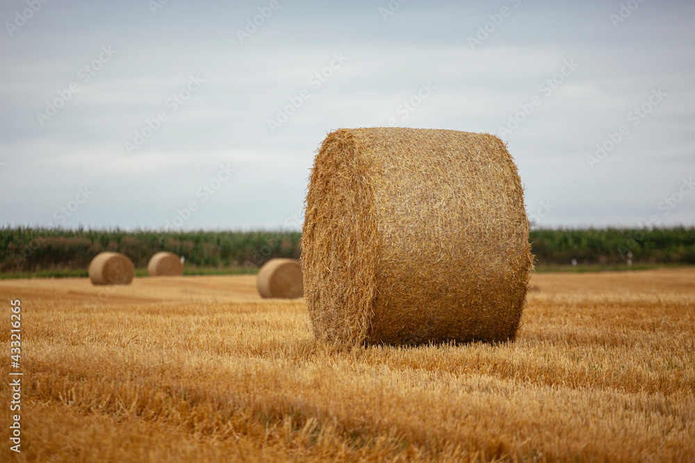 Goldgelbe Strohballen auf dem Feld