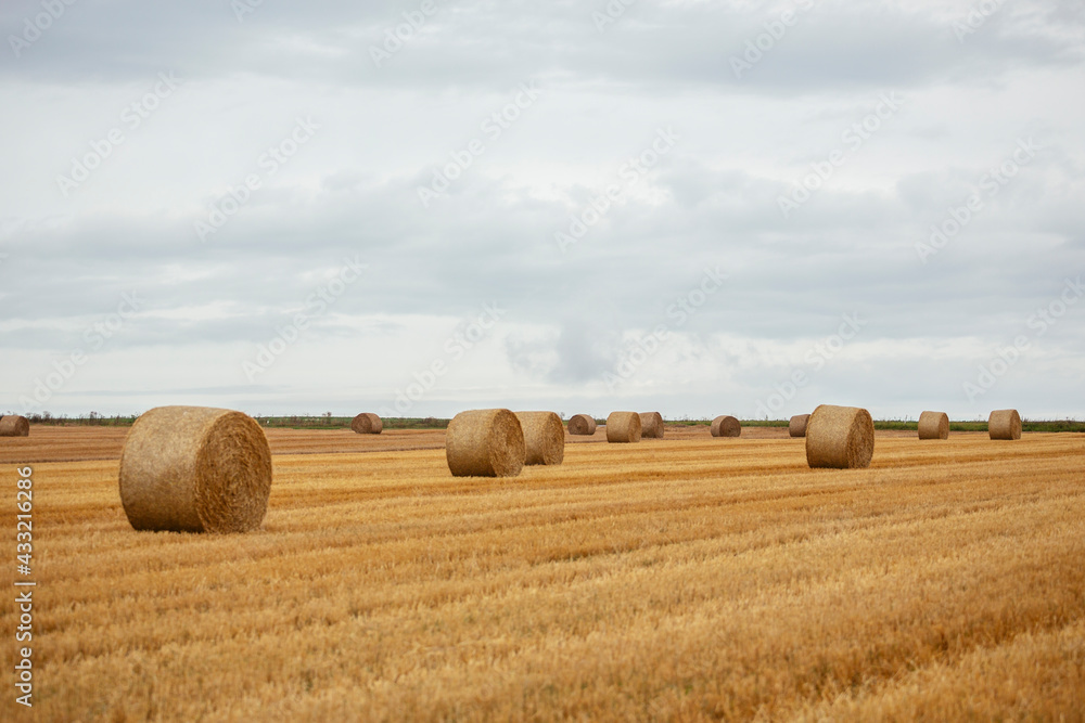 Goldgelbe Strohballen auf dem Feld Goldgelbe Strohballen auf dem Feld