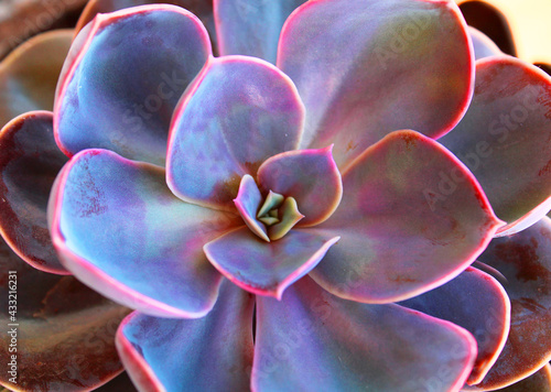 Cactus echeveria plant in a pot, green succulent growing
