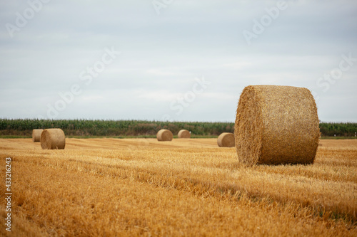 Goldgelbe Strohballen auf dem Feld