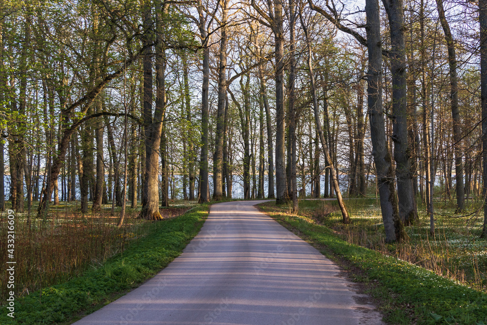 Asphalt winding road in a large forest with trees without leaves in the early sunny spring morning. Lake in the background through the trees.