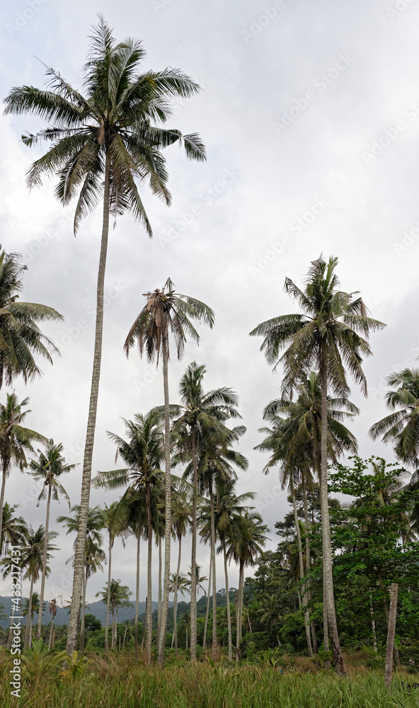Coconut palms on the paradise coconut island Coconut palms on the paradise coconut island