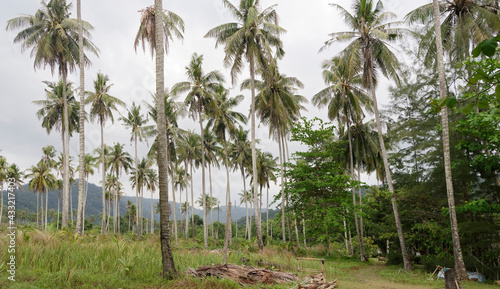 Coconut palms on the paradise coconut island © Aleksandr